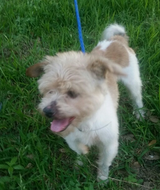 Dog For Adoption Lautaro A Schnauzer Shih Tzu Mix In Missouri