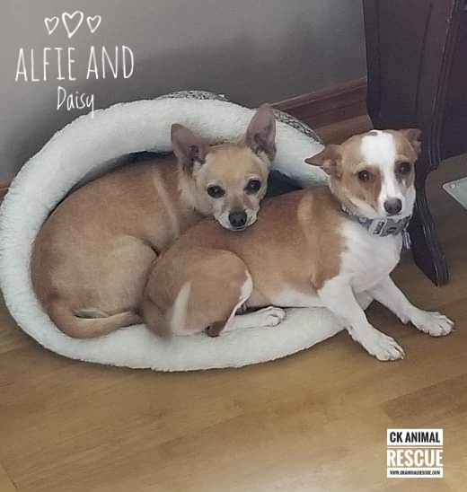 Alfie and Daisy - A Bonded Pair 2