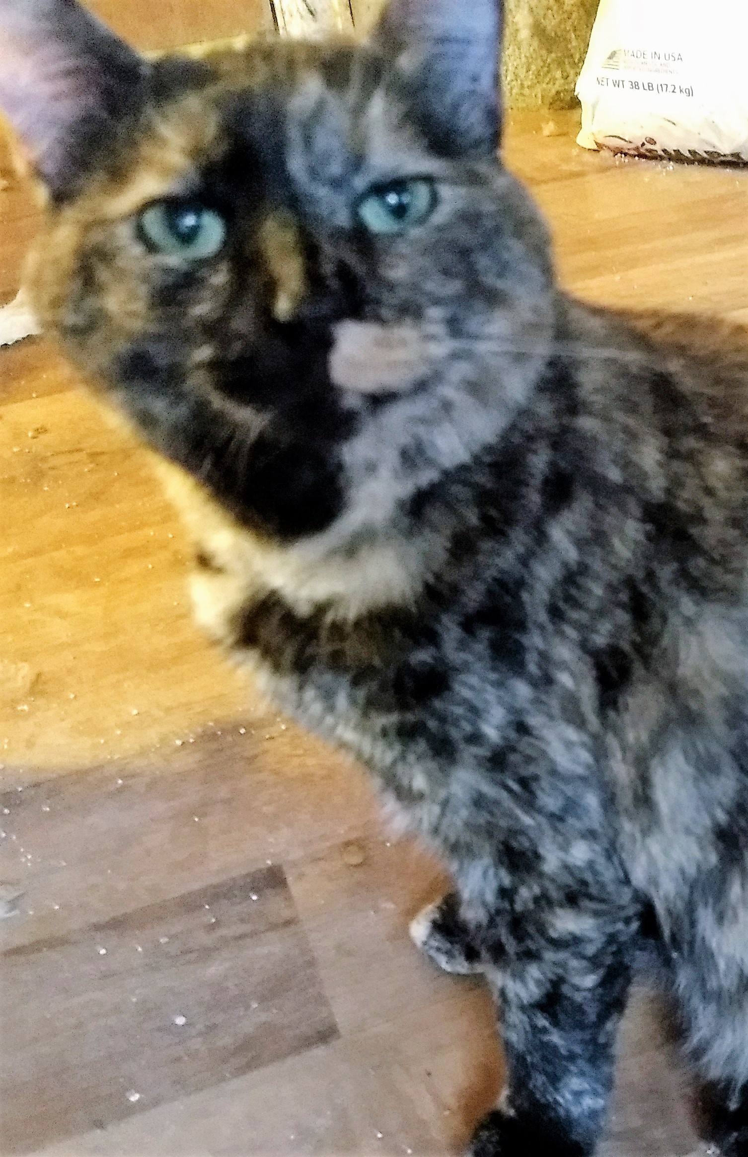 Smoki, an adoptable Tortoiseshell, Domestic Short Hair in Jeffersonville, IN, 47130 | Photo Image 1