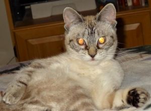 Cat For Adoption Hope A Siamese Tabby Mix In Millville Ut