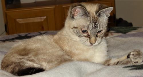 Cat For Adoption Hope A Siamese Tabby Mix In Millville Ut