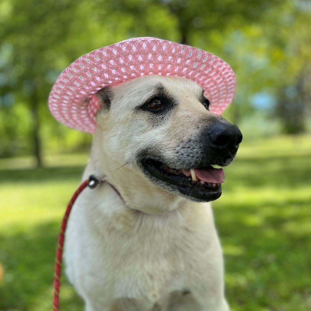 Mimi, an adoptable Mixed Breed, Shepherd in Rossville, TN, 38066 | Photo Image 1