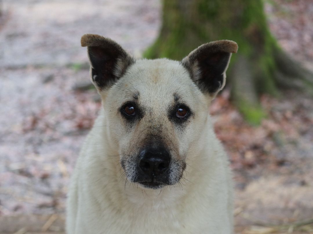 Mimi, an adoptable Mixed Breed, Shepherd in Rossville, TN, 38066 | Photo Image 2