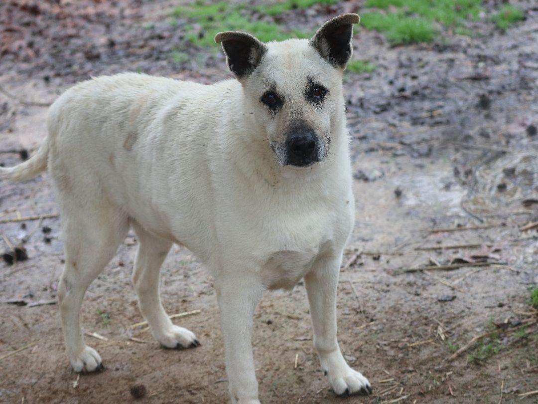 Mimi, an adoptable Mixed Breed, Shepherd in Rossville, TN, 38066 | Photo Image 3