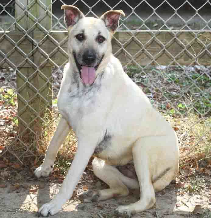 Mimi, an adoptable Mixed Breed, Shepherd in Rossville, TN, 38066 | Photo Image 5
