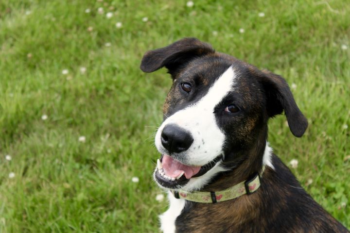 Amore, an adoptable Collie Mix in Lake Odessa, MI