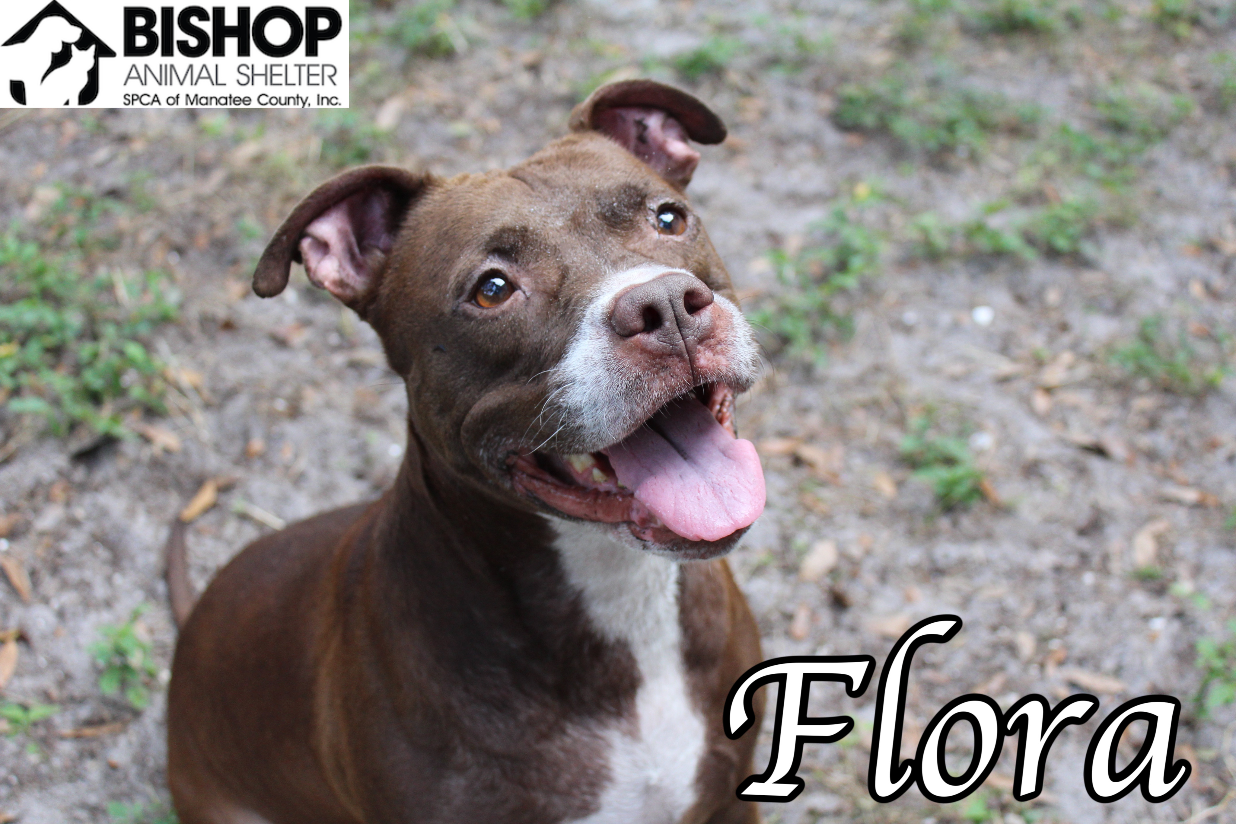 Flora, an adoptable Mixed Breed in Bradenton, FL, 34209 | Photo Image 3