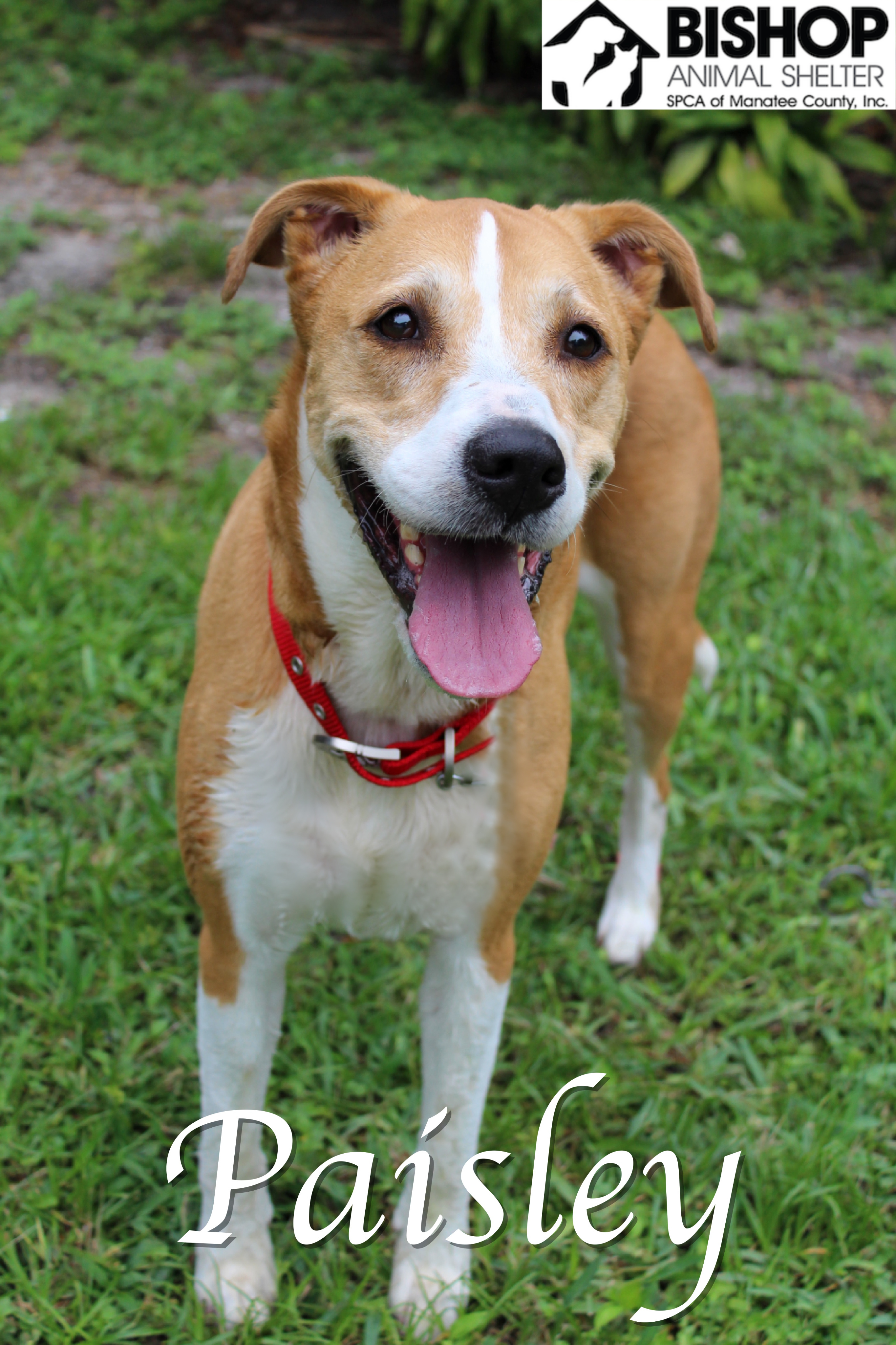 Paisley, an adoptable Mixed Breed in Bradenton, FL, 34209 | Photo Image 1