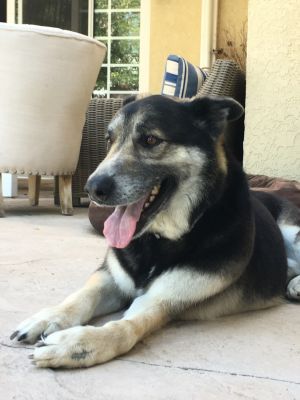 Buddy is a 7 year old German Shepherd mix with the best personality and the sweetest disposition Bu
