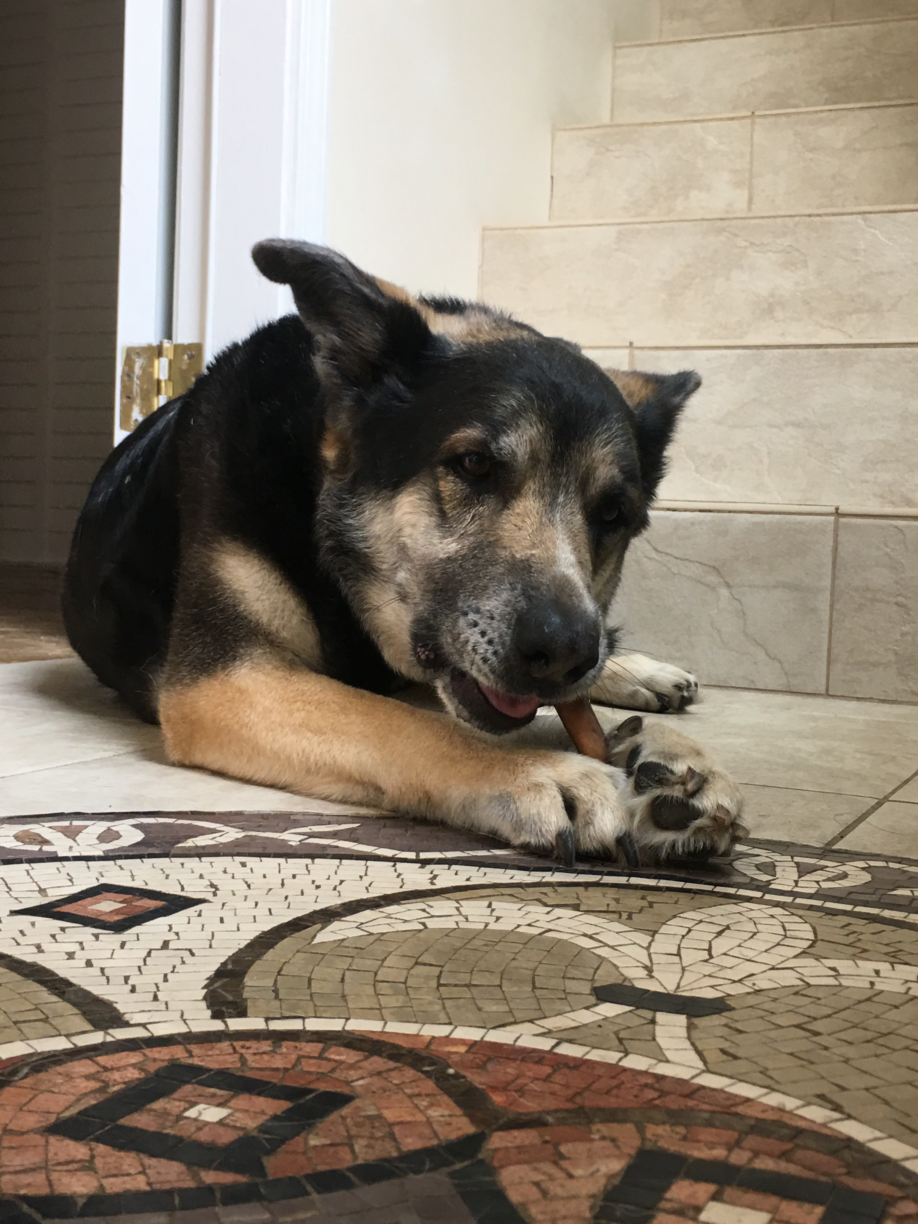 Buddy, an adoptable German Shepherd Dog in West Hills, CA, 91307 | Photo Image 2