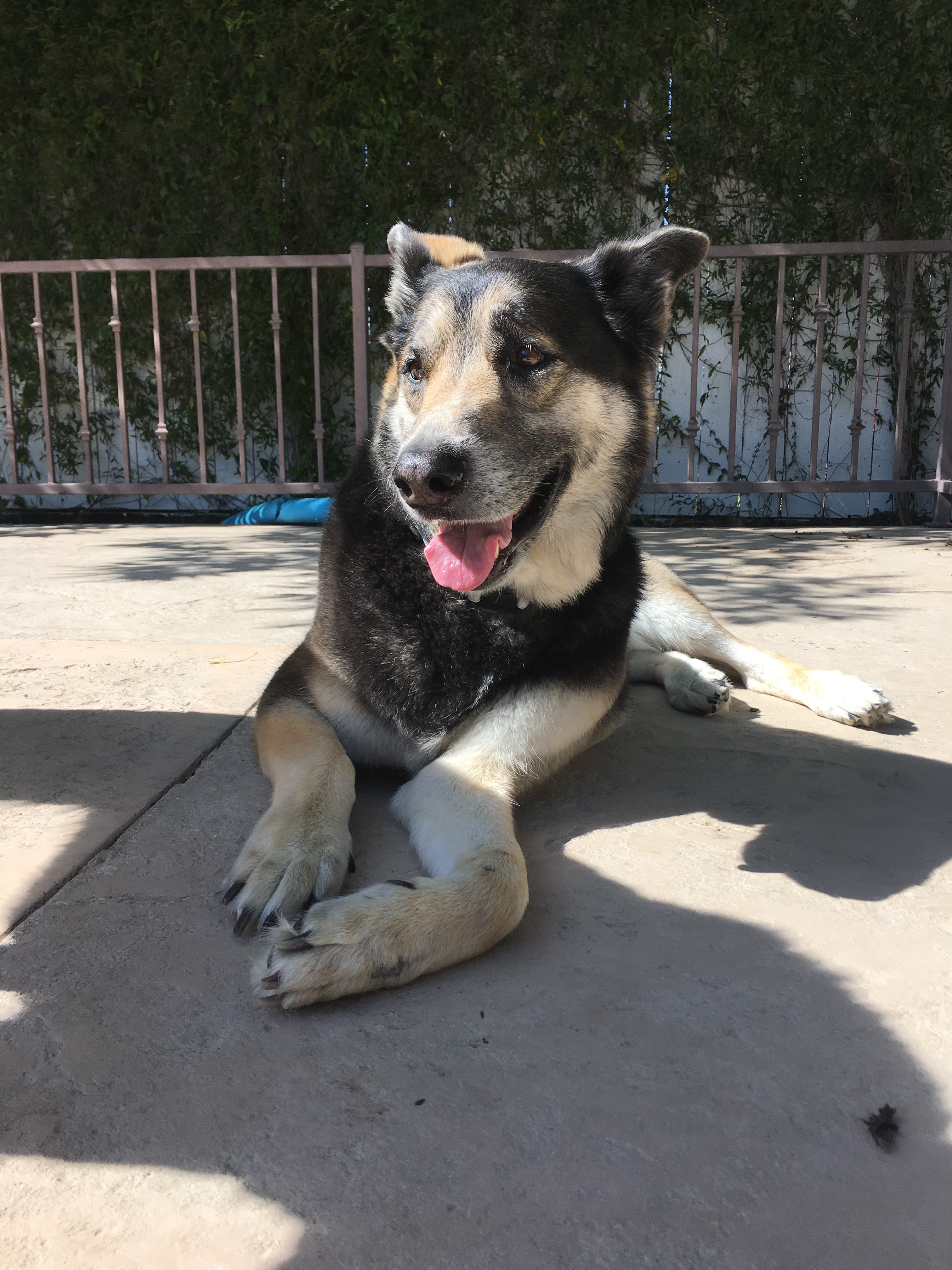 Buddy, an adoptable German Shepherd Dog in West Hills, CA, 91307 | Photo Image 3