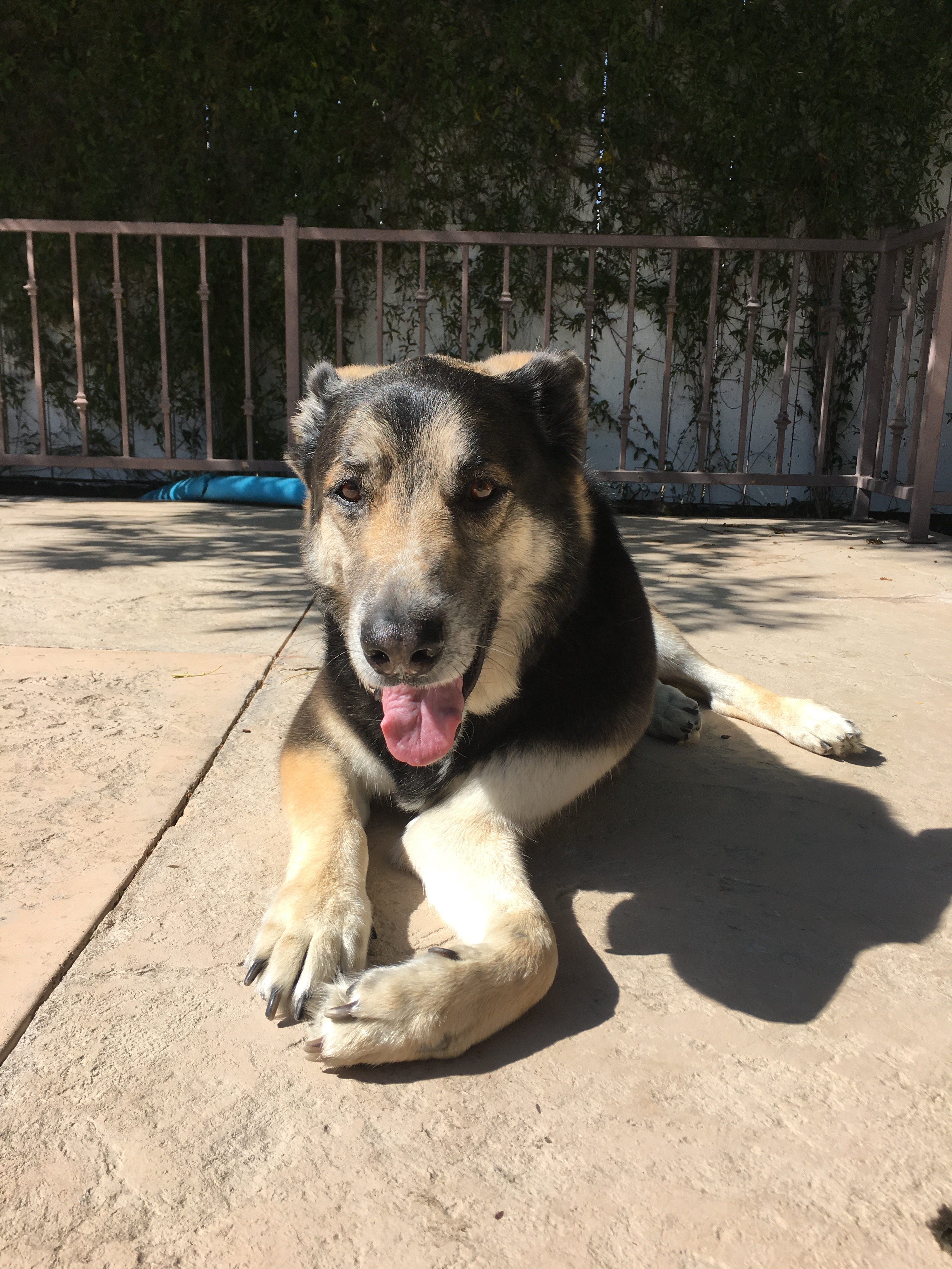 Buddy, an adoptable German Shepherd Dog in West Hills, CA, 91307 | Photo Image 4