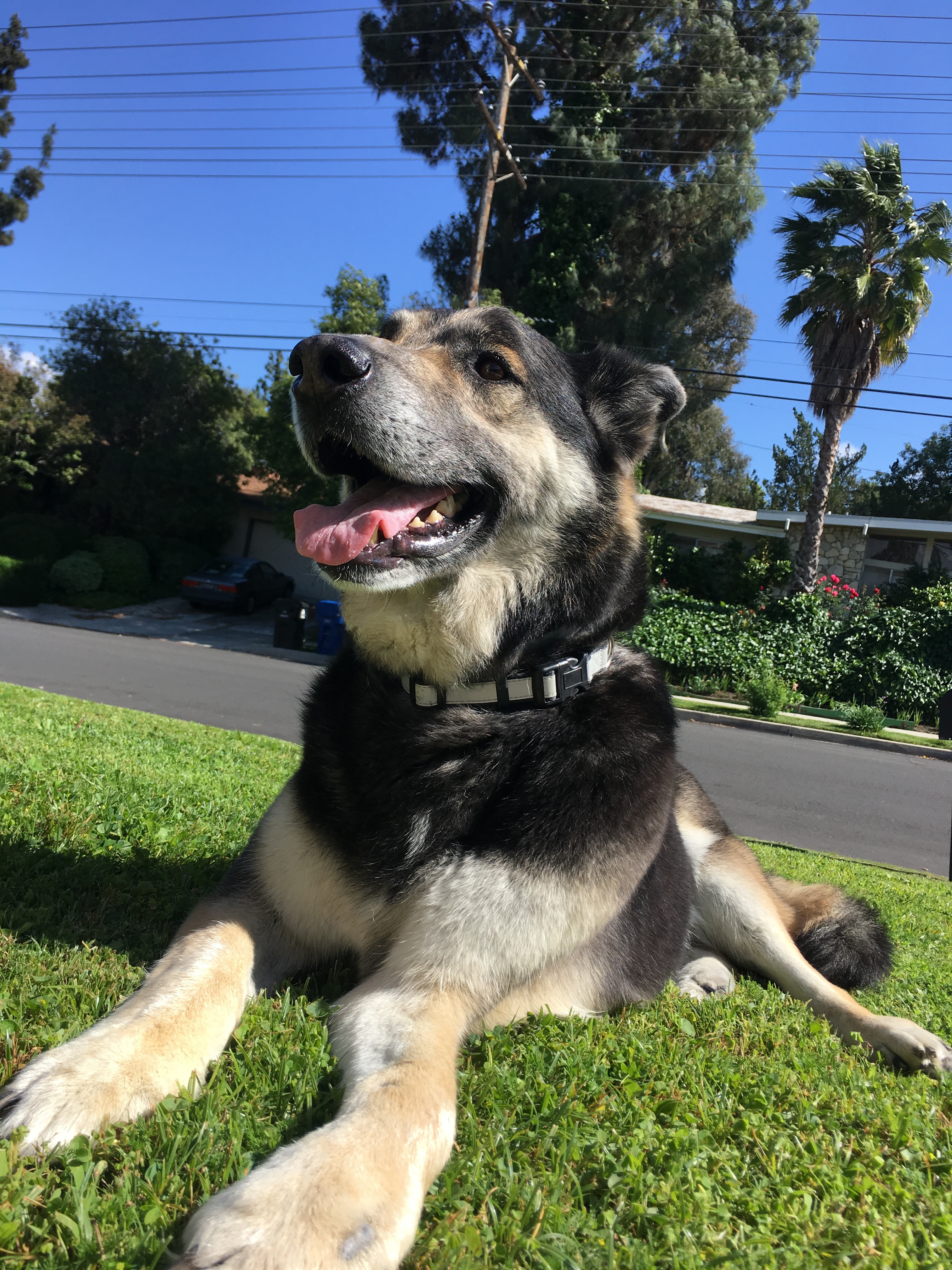 Buddy, an adoptable German Shepherd Dog in West Hills, CA, 91307 | Photo Image 5