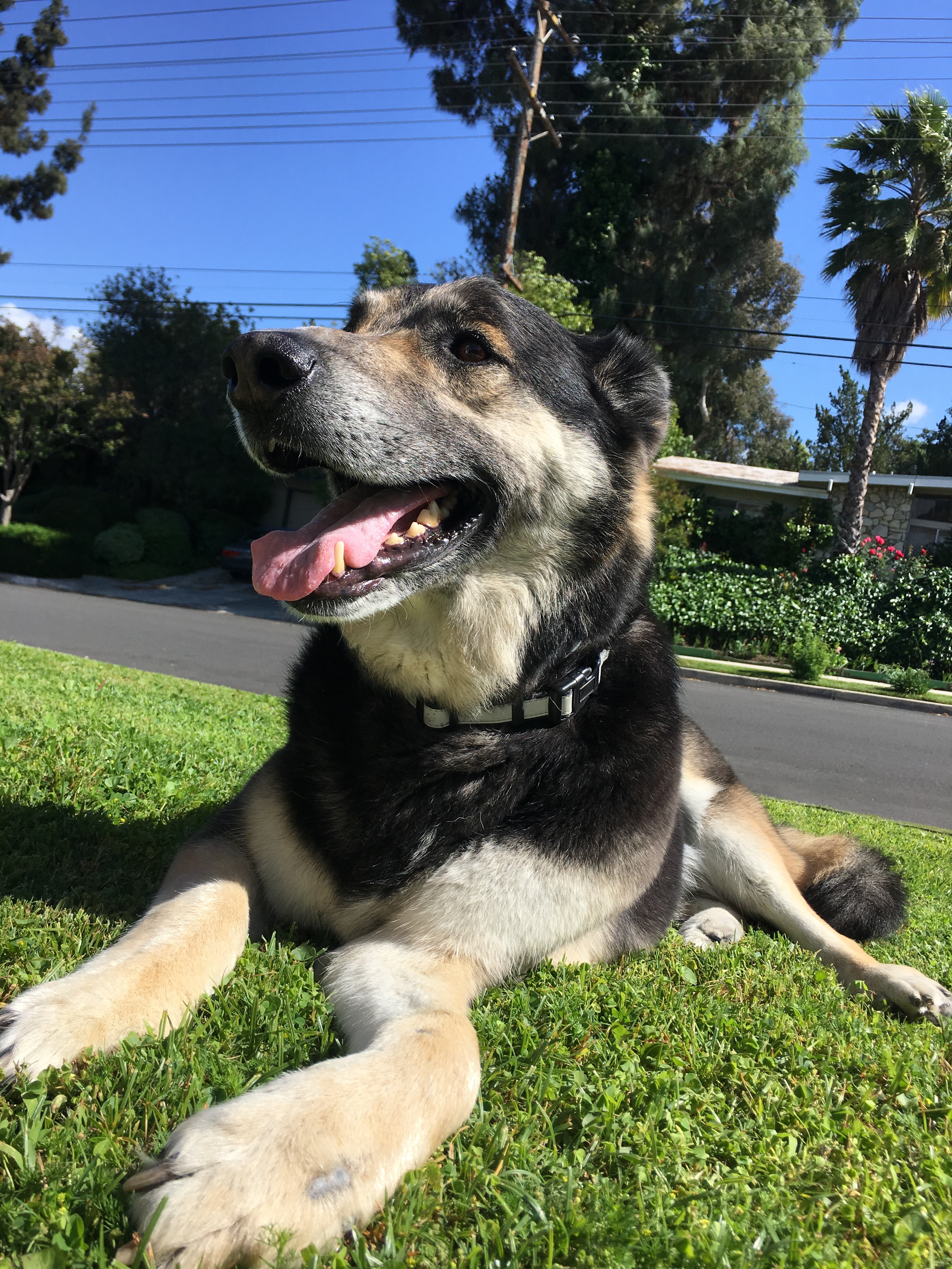 Buddy, an adoptable German Shepherd Dog in West Hills, CA, 91307 | Photo Image 6