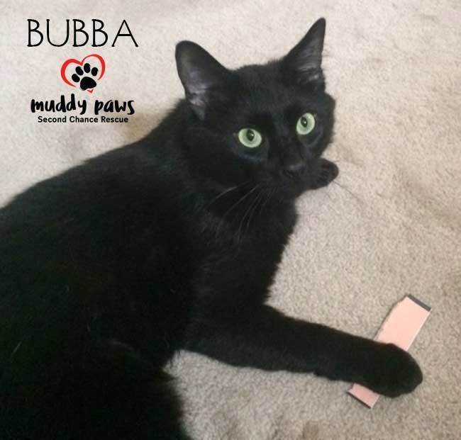 Cat For Adoption Bubba A Domestic Medium Hair Mix In Council