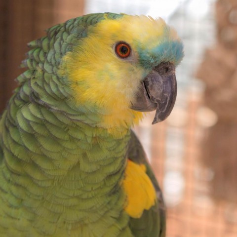 Rico