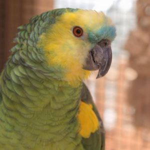 Rico, Senior Male unknown