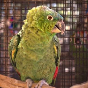 Paco, Senior Male unknown