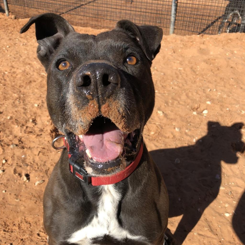 Chaplin, an adoptable Pit Bull Terrier in Kanab, UT, 84741 | Photo Image 1