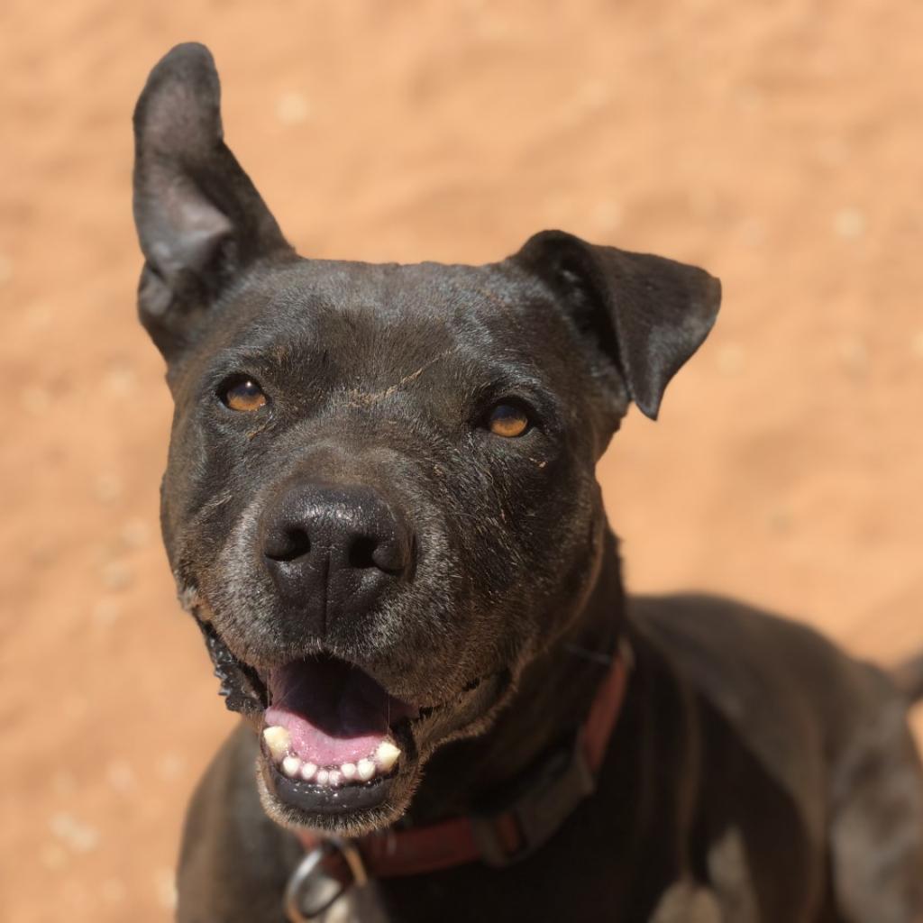 Chaplin, an adoptable Pit Bull Terrier in Kanab, UT, 84741 | Photo Image 2