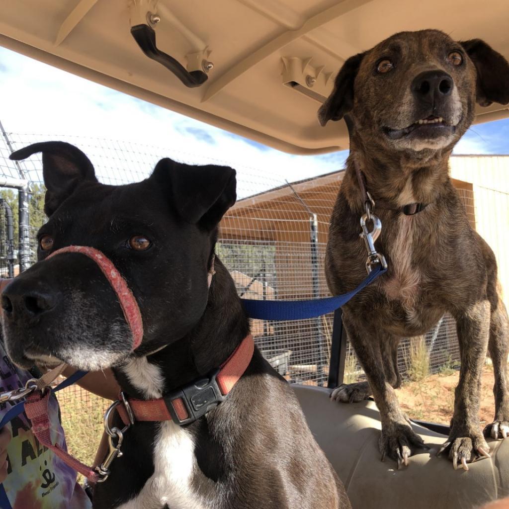 Chaplin, an adoptable Pit Bull Terrier in Kanab, UT, 84741 | Photo Image 3