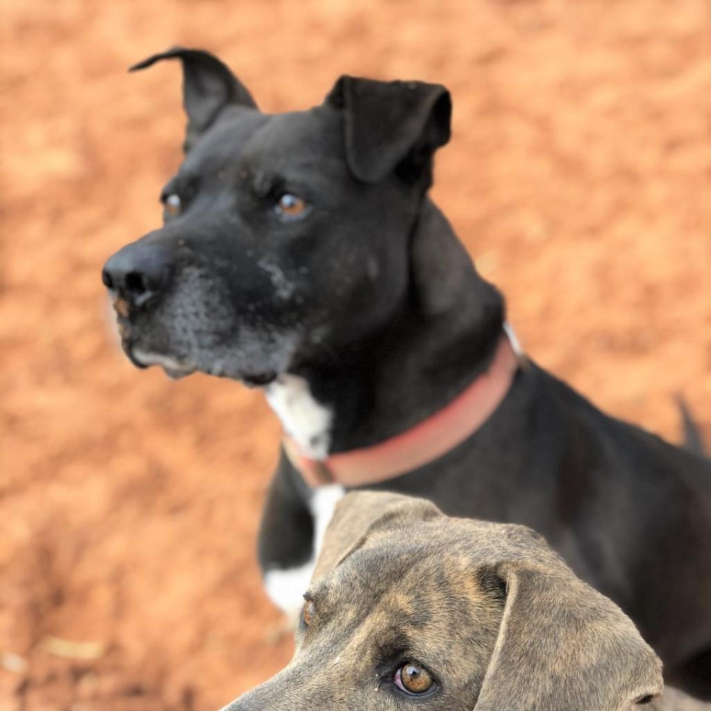 Chaplin, an adoptable Pit Bull Terrier in Kanab, UT, 84741 | Photo Image 4