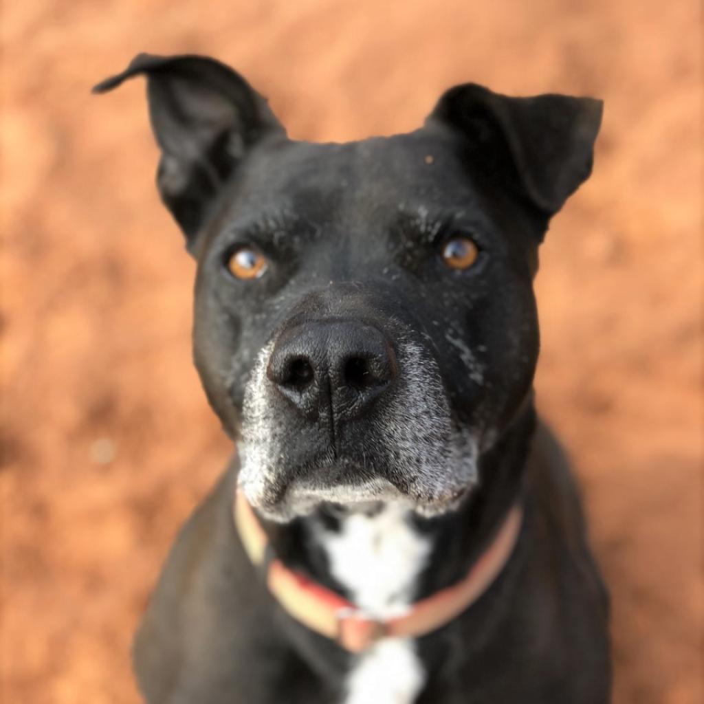 Chaplin, an adoptable Pit Bull Terrier in Kanab, UT, 84741 | Photo Image 5