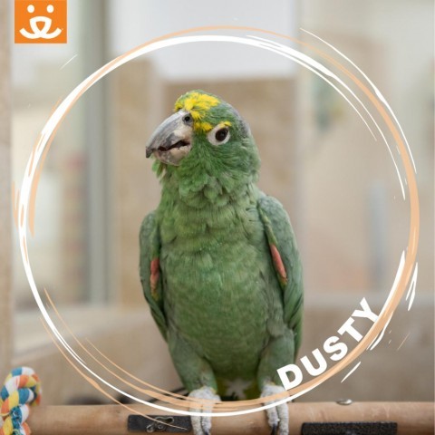 Dusty
