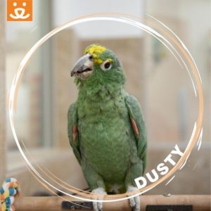 Dusty, Senior Male unknown