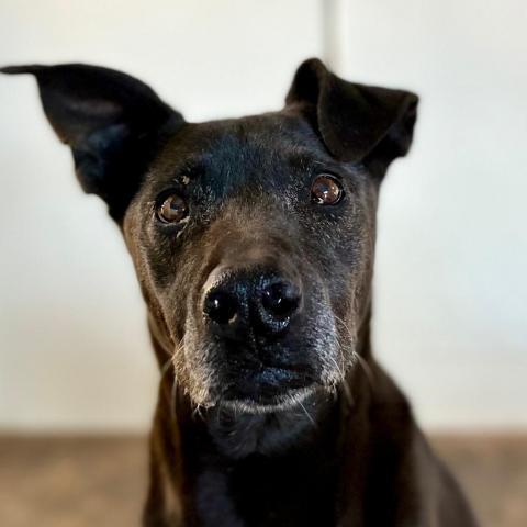 Winter, an adoptable Pit Bull Terrier, Whippet in Kanab, UT, 84741 | Photo Image 1