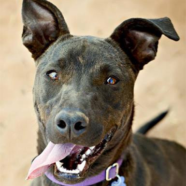 Winter, an adoptable Pit Bull Terrier, Whippet in Kanab, UT, 84741 | Photo Image 2