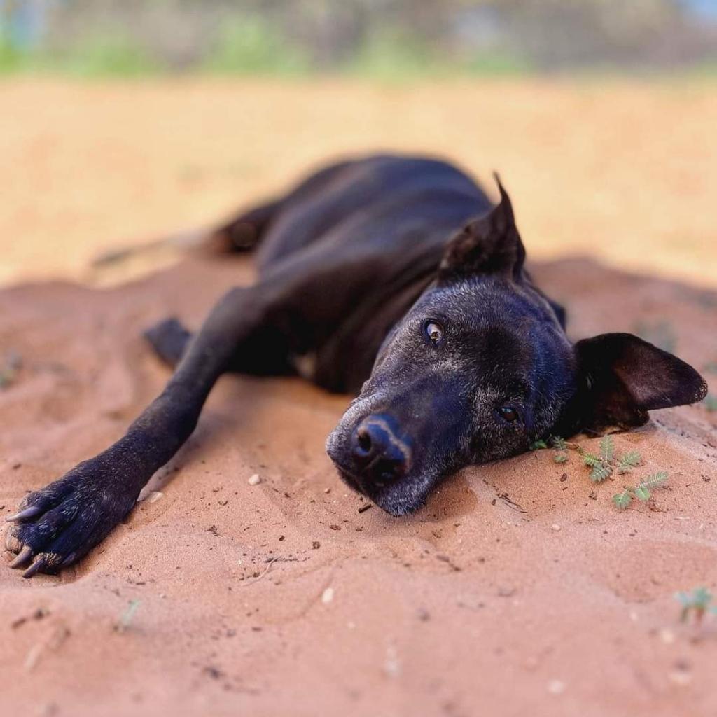 Winter, an adoptable Pit Bull Terrier, Whippet in Kanab, UT, 84741 | Photo Image 3