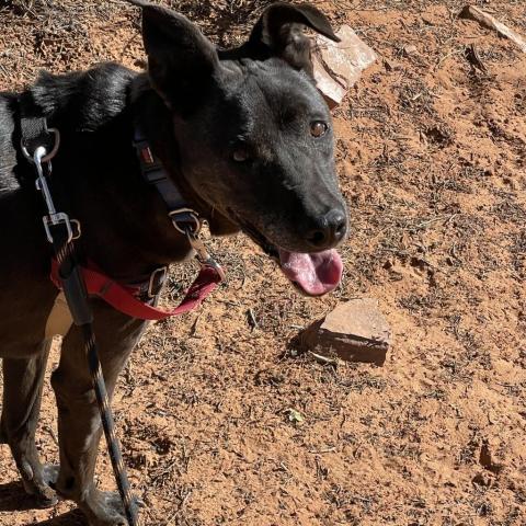 Winter, an adoptable Pit Bull Terrier, Whippet in Kanab, UT, 84741 | Photo Image 3