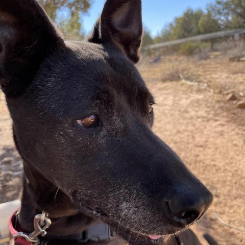 Winter, an adoptable Pit Bull Terrier, Whippet in Kanab, UT, 84741 | Photo Image 4