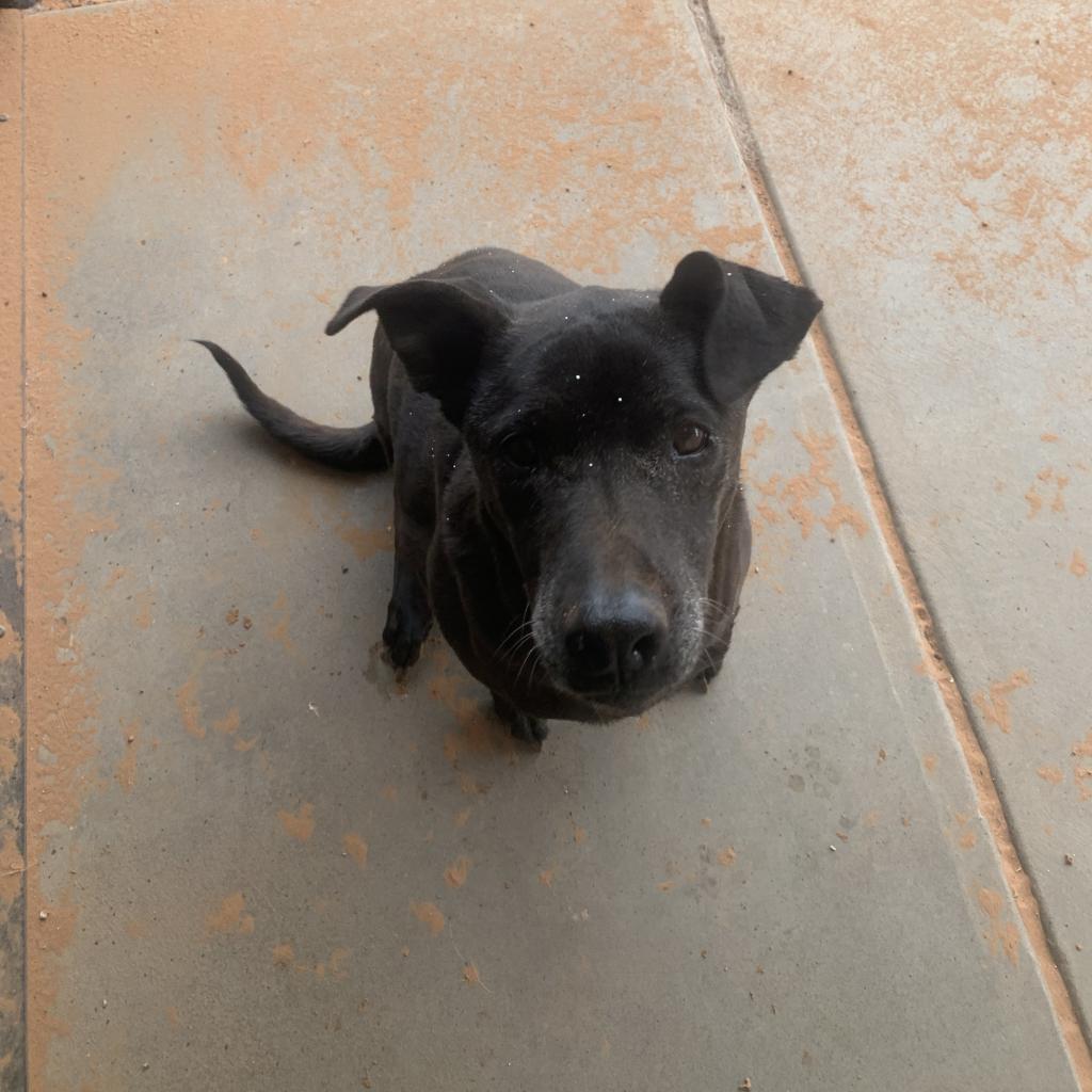 Winter, an adoptable Pit Bull Terrier, Whippet in Kanab, UT, 84741 | Photo Image 4