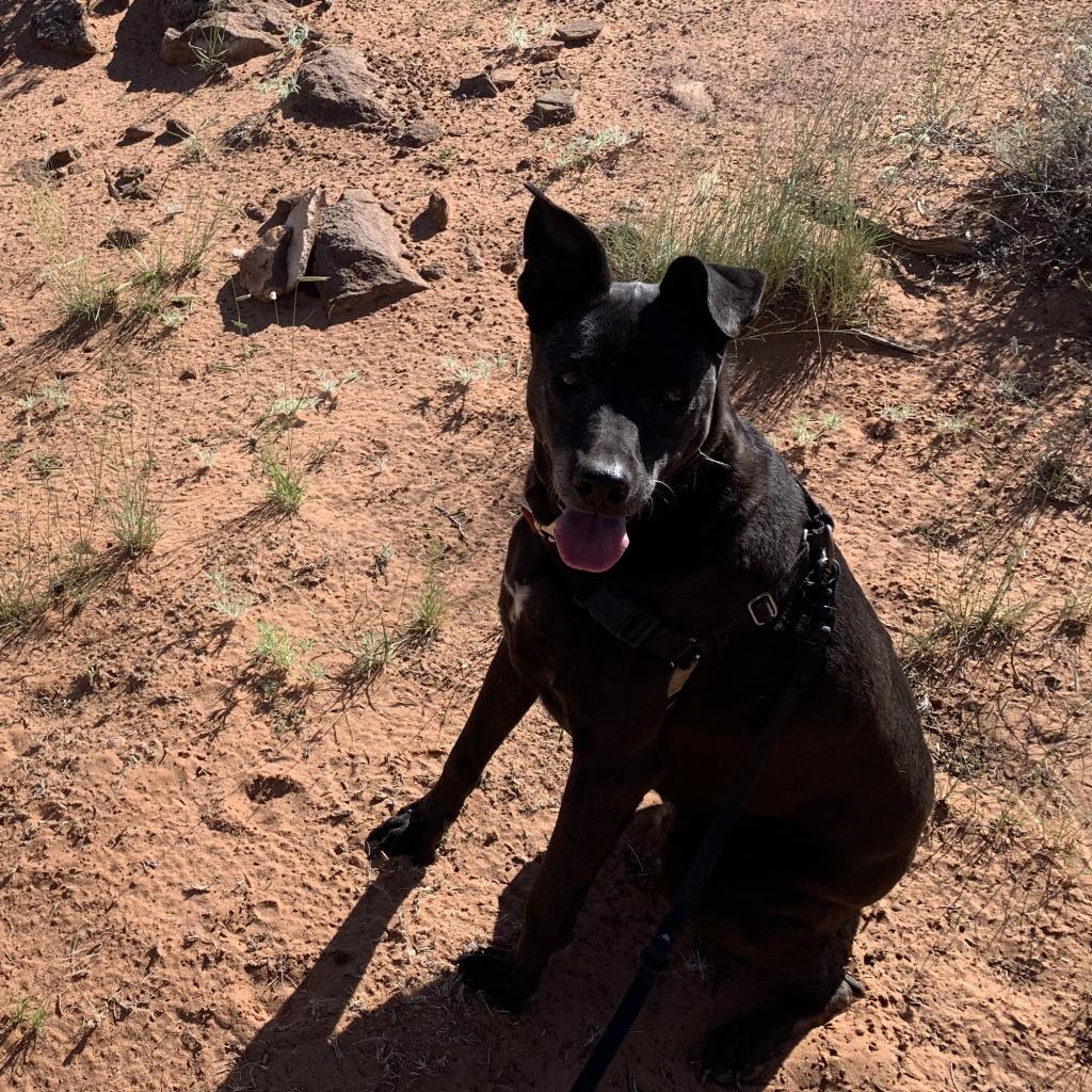 Winter, an adoptable Pit Bull Terrier, Whippet in Kanab, UT, 84741 | Photo Image 5