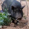 Petunia photo 1