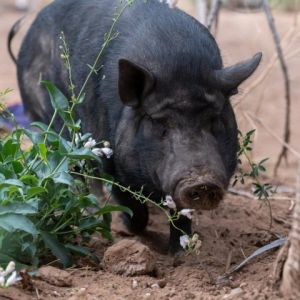 Petunia, Senior Female unknown