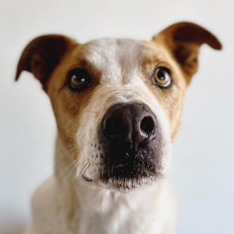 Abbott, an adoptable Cattle Dog, Pit Bull Terrier in Kanab, UT, 84741 | Photo Image 1