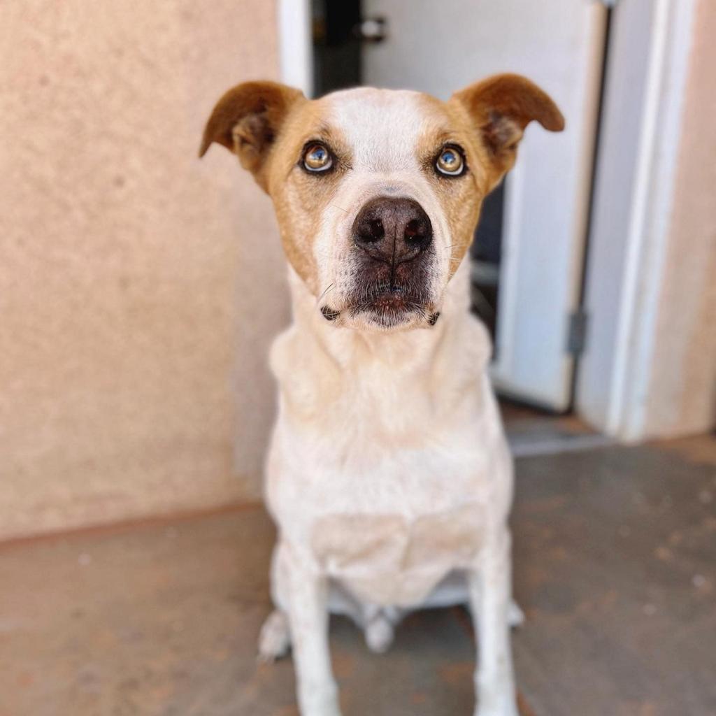 Abbott, an adoptable Cattle Dog, Pit Bull Terrier in Kanab, UT, 84741 | Photo Image 2