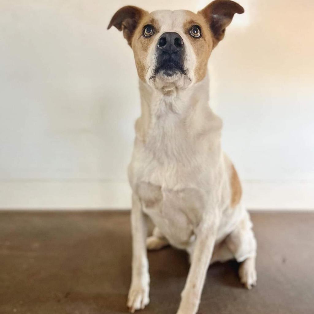 Abbott, an adoptable Cattle Dog, Pit Bull Terrier in Kanab, UT, 84741 | Photo Image 3