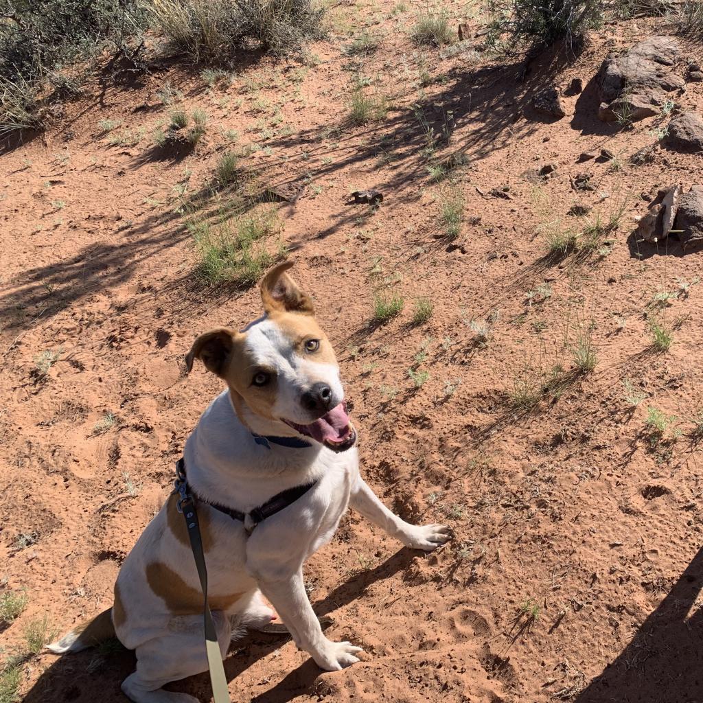 Abbott, an adoptable Cattle Dog, Pit Bull Terrier in Kanab, UT, 84741 | Photo Image 4