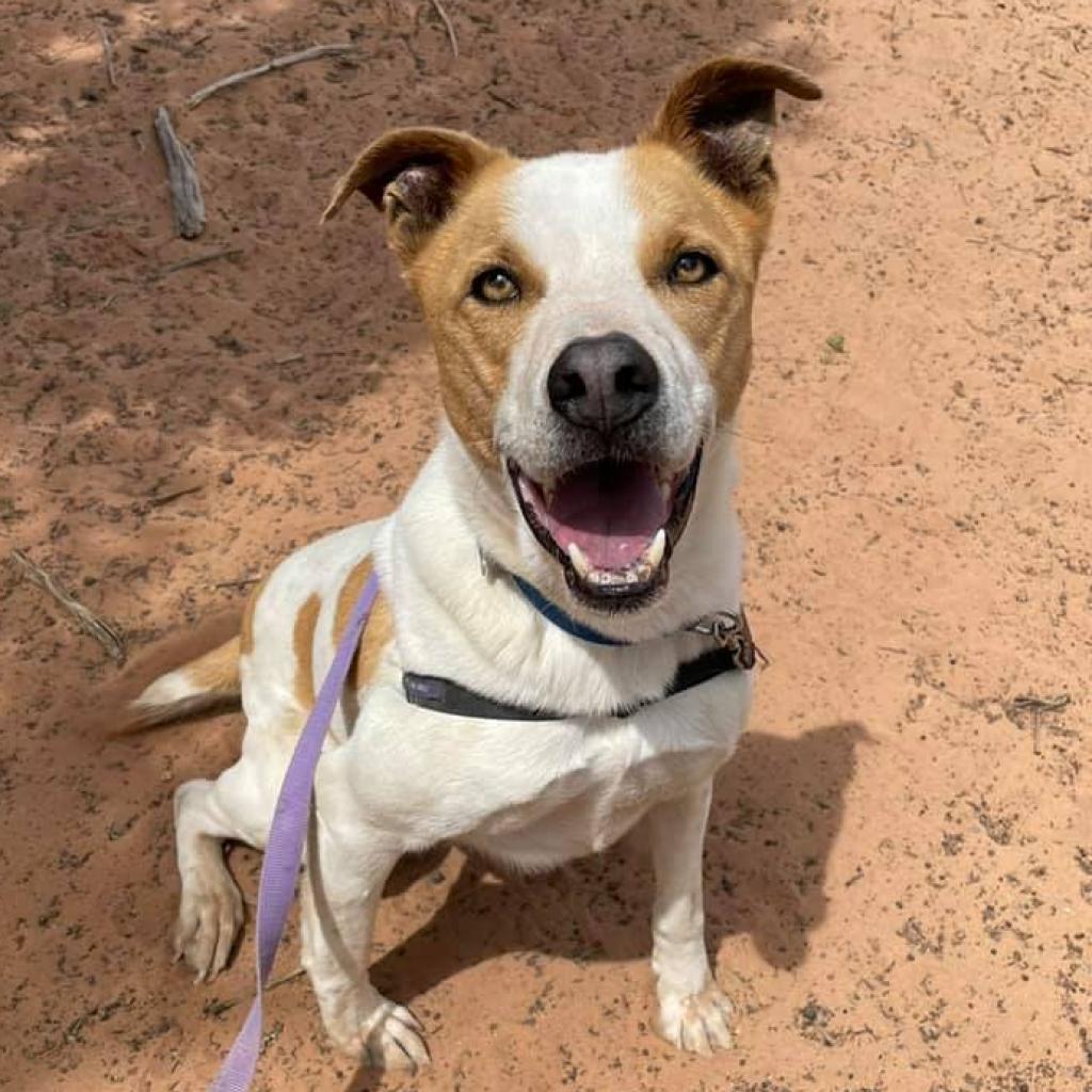 Abbott, an adoptable Cattle Dog, Pit Bull Terrier in Kanab, UT, 84741 | Photo Image 5