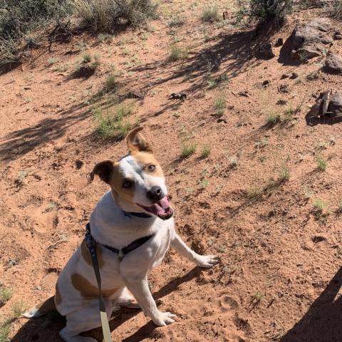 Abbott, an adoptable Cattle Dog, Pit Bull Terrier in Kanab, UT, 84741 | Photo Image 6