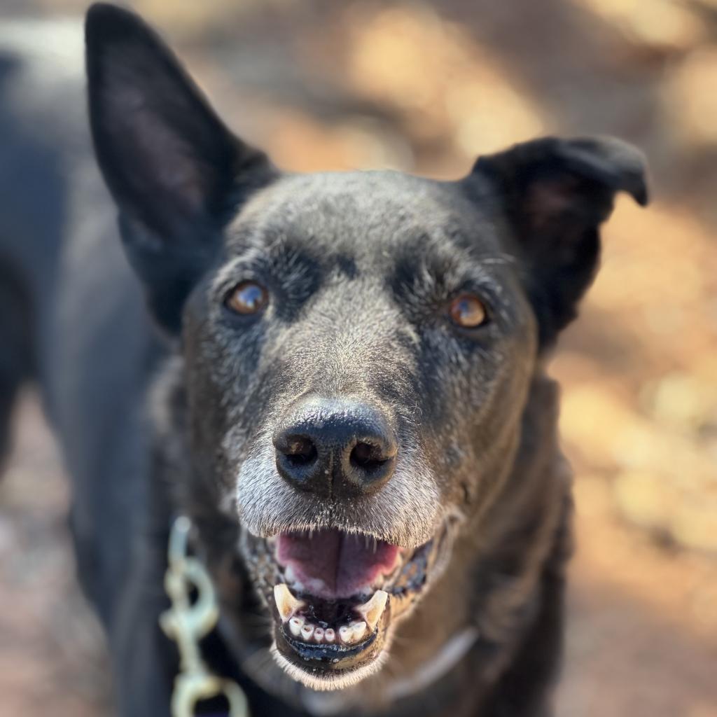 Kaeli, an adoptable Shepherd, Collie in Kanab, UT, 84741 | Photo Image 2