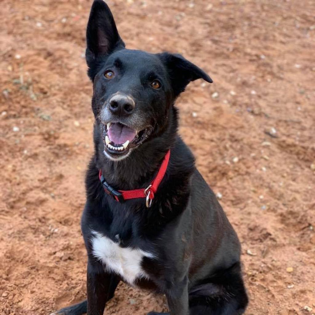 Kaeli, an adoptable Shepherd, Collie in Kanab, UT, 84741 | Photo Image 2