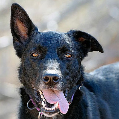 Kaeli, an adoptable Shepherd, Collie in Kanab, UT, 84741 | Photo Image 3