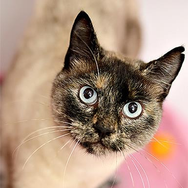 Haiku, an adoptable Siamese, Domestic Short Hair in Kanab, UT, 84741 | Photo Image 1