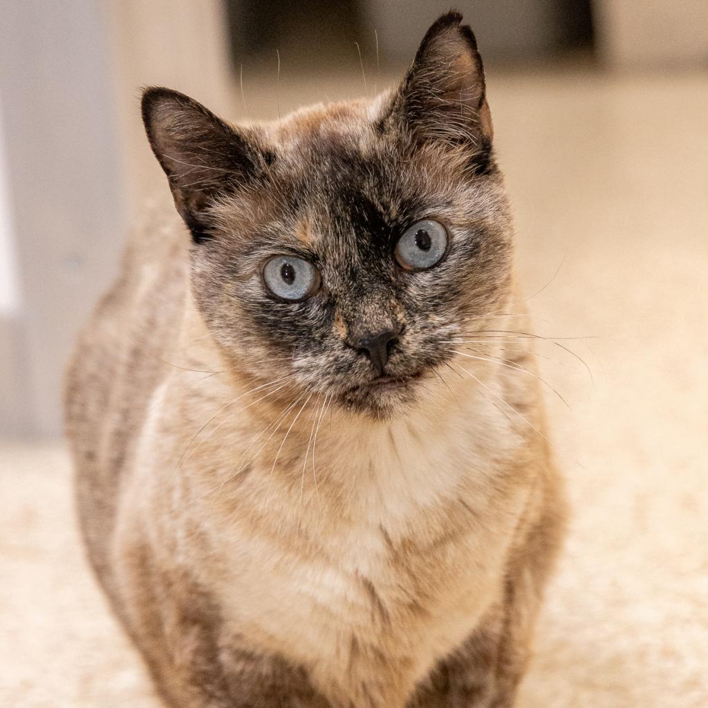 Haiku, an adoptable Siamese, Domestic Short Hair in Kanab, UT, 84741 | Photo Image 3