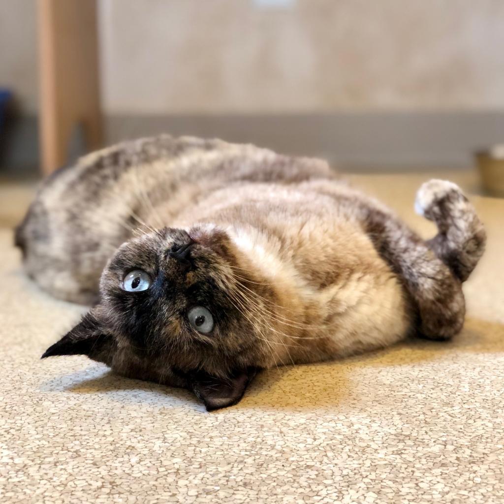 Haiku, an adoptable Siamese, Domestic Short Hair in Kanab, UT, 84741 | Photo Image 4